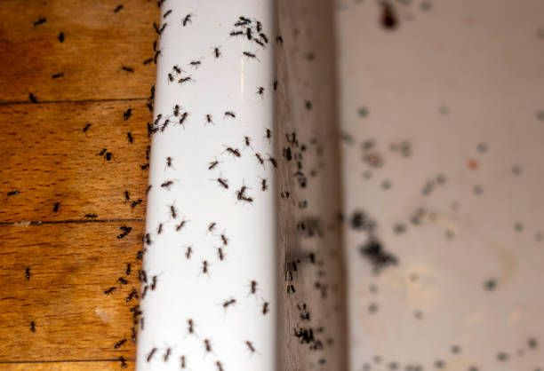Best Best Pest Control Companies  in Denham Springs, LA