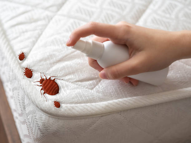 Best Ant Control Services  in Denham Springs, LA