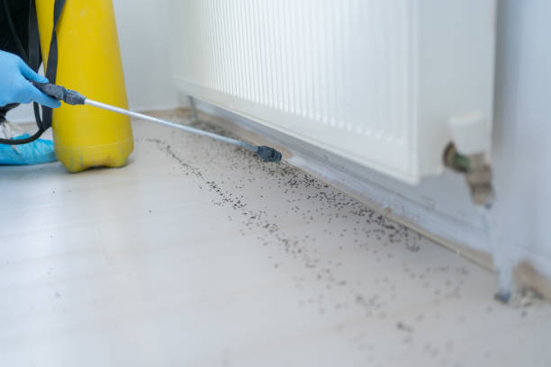 Best Emergency Pest Control  in Denham Springs, LA